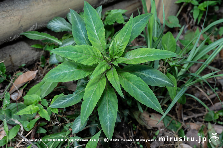 茎が伸長して斑が入らない葉が出てきたギンレイカ（ミヤマタゴボウ）　大磯町・高麗山公園　2025/04/26
