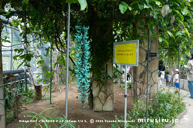 開花したヒスイカズラ　鎌倉市・大船フラワーセンター　2025/05/23