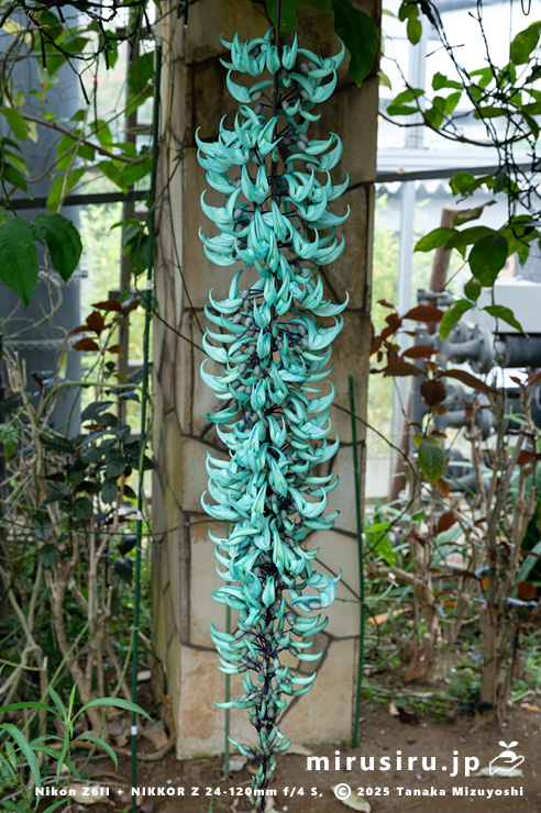 ヒスイカズラ ヒスイカズラが開花しています | 山科植物資料館