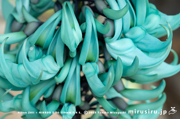 ヒスイカズラの花　鎌倉市・大船フラワーセンター　2025/05/23