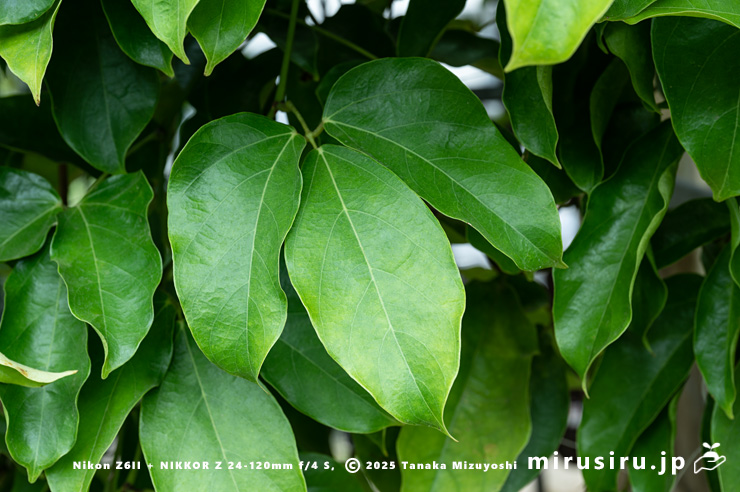 ヒスイカズラの葉　鎌倉市・大船フラワーセンター　2025/05/23