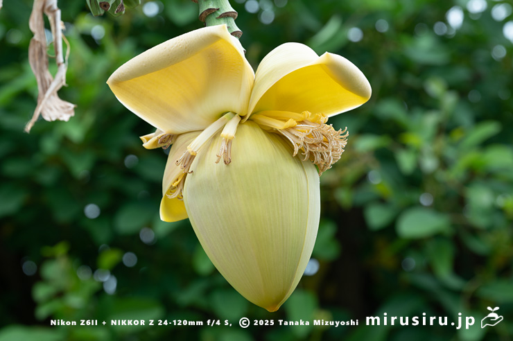 バショウの雄花　鎌倉市・大船フラワーセンター　2025/05/23