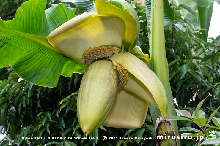 バショウの雌花　平塚市・蓮大寺　2025/05/24