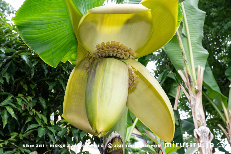 バショウの雌花　平塚市・蓮大寺　2025/05/24