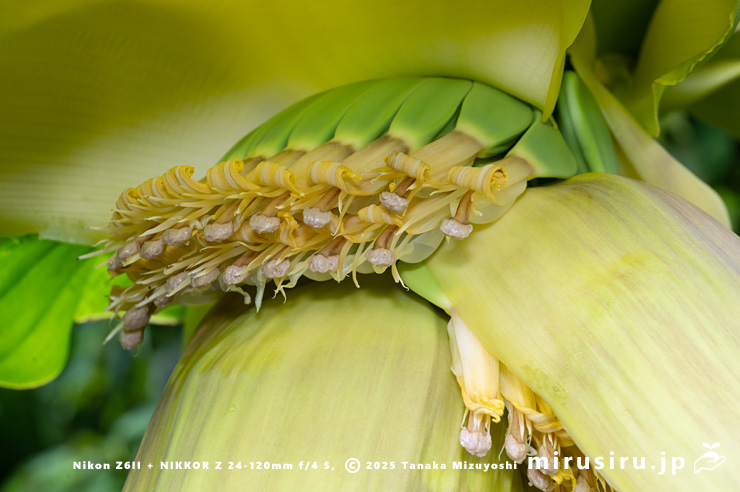 バショウの雌花　平塚市・蓮大寺　2025/05/24