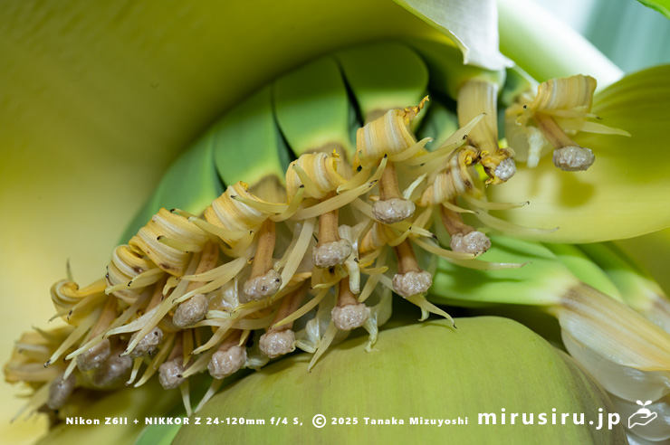 バショウの雌花　平塚市・蓮大寺　2025/05/24