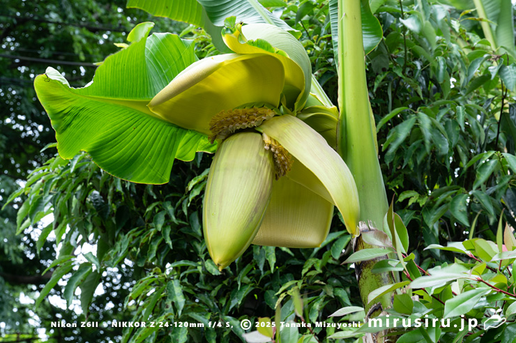 バショウの雌花　平塚市・蓮大寺　2025/05/24