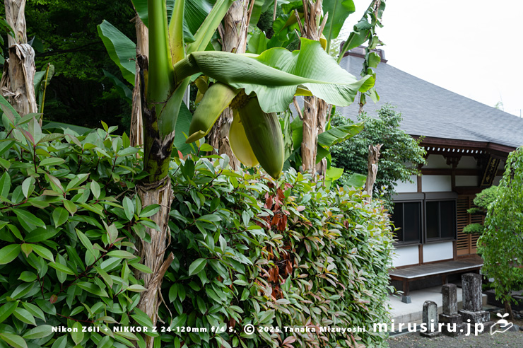 雌花が開花中のバショウ　平塚市・蓮大寺　2025/05/24