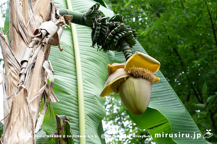 雌花が咲き終わって若い実になり雄花が開花中のバショウ　平塚市・蓮大寺　2025/05/24