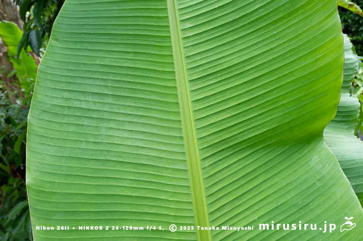 バショウの葉　平塚市・蓮大寺　2025/05/24