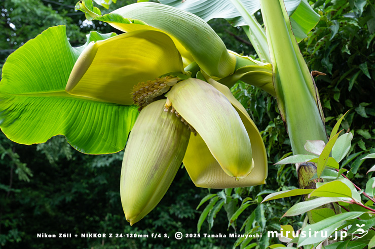 バショウの雌花　平塚市・蓮大寺　2025/05/24