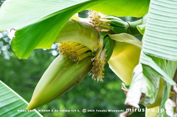 バショウの雌花　平塚市・蓮大寺　2025/05/24