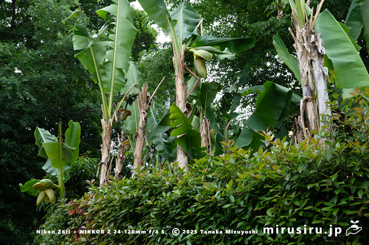 開花中のバショウ　平塚市・蓮大寺　2025/05/24