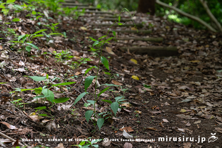 散策路に生えたマルバノホロシ　大磯町高麗・高麗山公園　2025/05/24