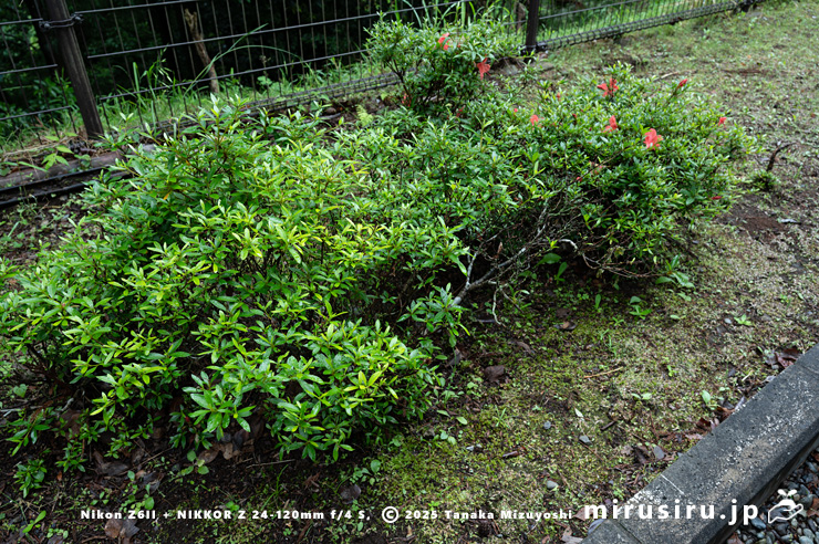 開花し始めたサツキ　愛川町・中津川（中津渓谷）産　2025/05/25
