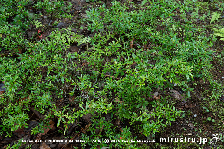 サツキ　愛川町・中津川（中津渓谷）産　2025/05/25