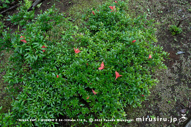 開花し始めたサツキ　愛川町・中津川（中津渓谷）産　2025/05/25