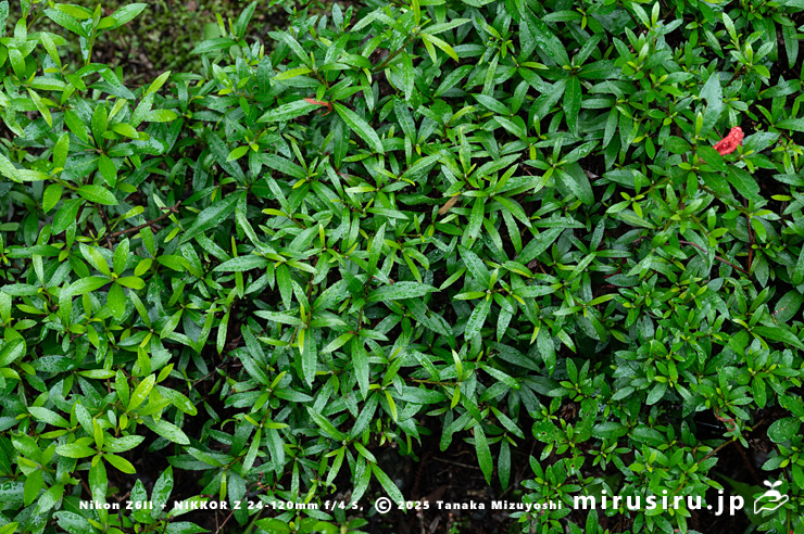 葉の形状や大きさが異なるサツキ　愛川町・中津川（中津渓谷）産　2025/05/25
