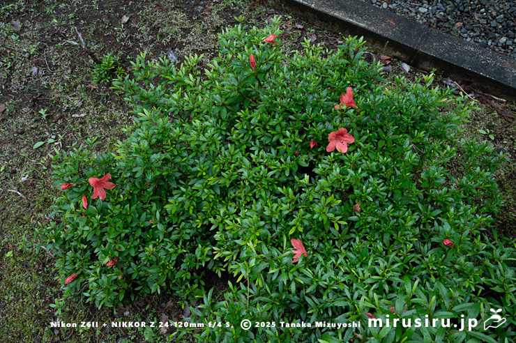 開花し始めたサツキ　愛川町・中津川（中津渓谷）産　2025/05/25