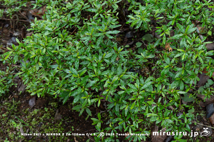 サツキ　愛川町・中津川（中津渓谷）産　2025/05/25