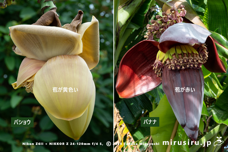 苞の色が、バショウは黄色、バナナは赤色