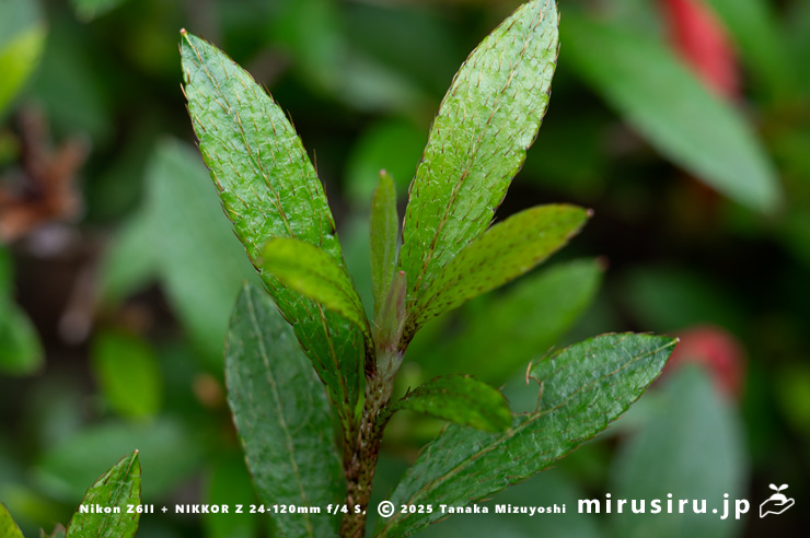 サツキの葉　愛川町・中津川（中津渓谷）産　2025/05/29