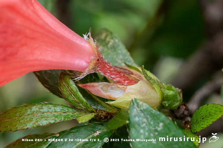 サツキの花の基部　愛川町・中津川（中津渓谷）産　2025/05/29