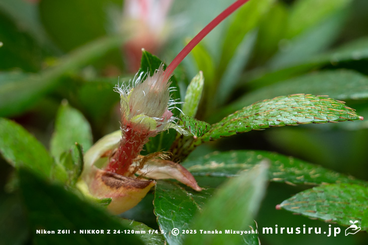 サツキの子房　愛川町・中津川（中津渓谷）産　2025/05/29