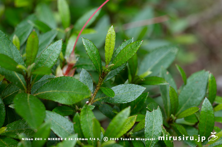 サツキの葉　愛川町・中津川（中津渓谷）産　2025/05/29