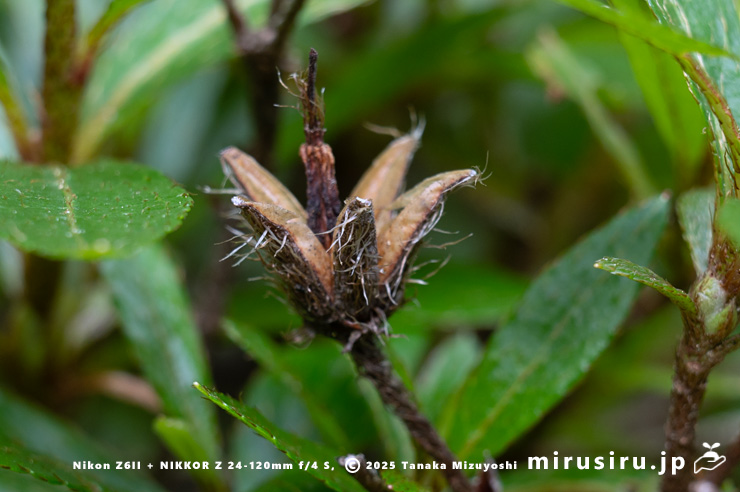 サツキの実の残骸　愛川町・中津川（中津渓谷）産　2025/05/29