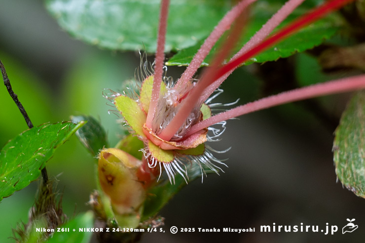 サツキの子房　愛川町・中津川（中津渓谷）産　2025/05/29