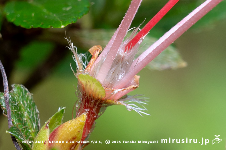 サツキの子房　愛川町・中津川（中津渓谷）産　2025/05/29