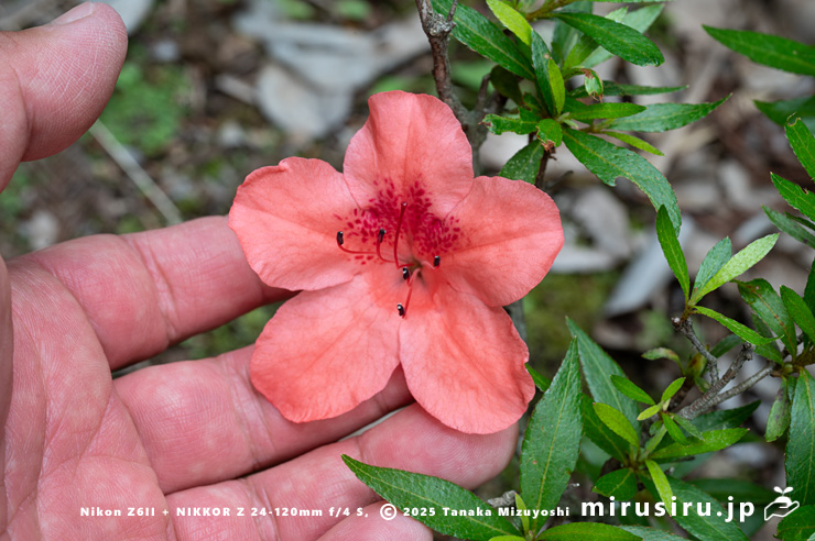 サツキの花のサイズ感　愛川町・中津川（中津渓谷）産　2025/05/29