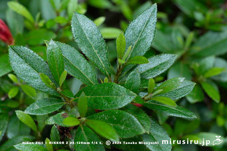 サツキの葉　愛川町・中津川（中津渓谷）産　2025/05/29