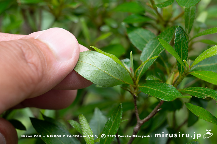 サツキの葉裏　愛川町・中津川（中津渓谷）産　2025/05/29