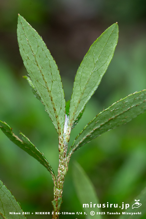 サツキの葉裏　愛川町・中津川（中津渓谷）産　2025/05/29