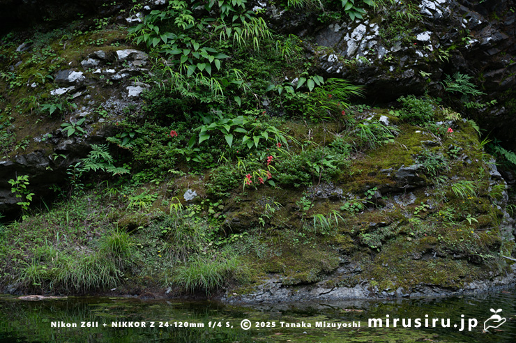 渓流沿いの岩場に生えた開花中のサツキ　相模原市緑区・道志川　2025/06/07