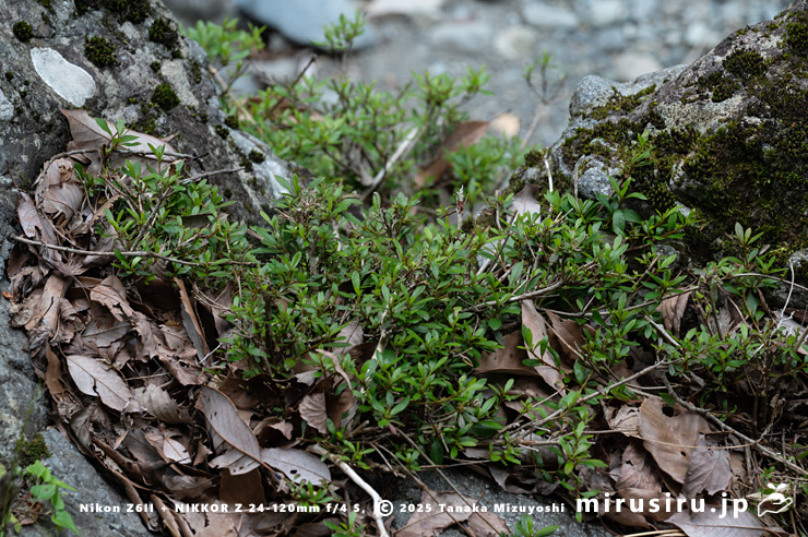 シカに食害されているサツキ　相模原市緑区・道志川　2025/06/07