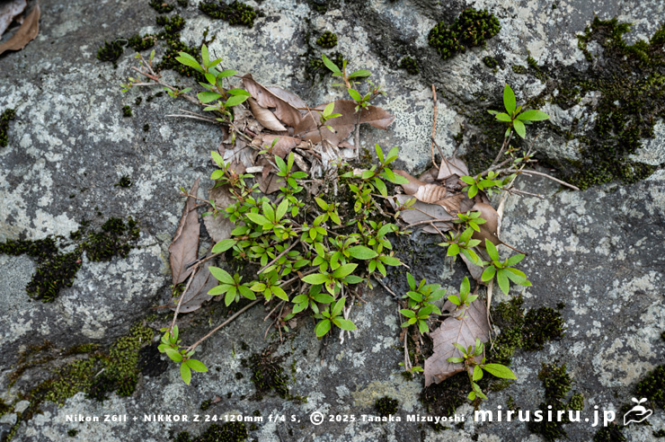 シカに食害されているサツキ　相模原市緑区・道志川　2025/06/07