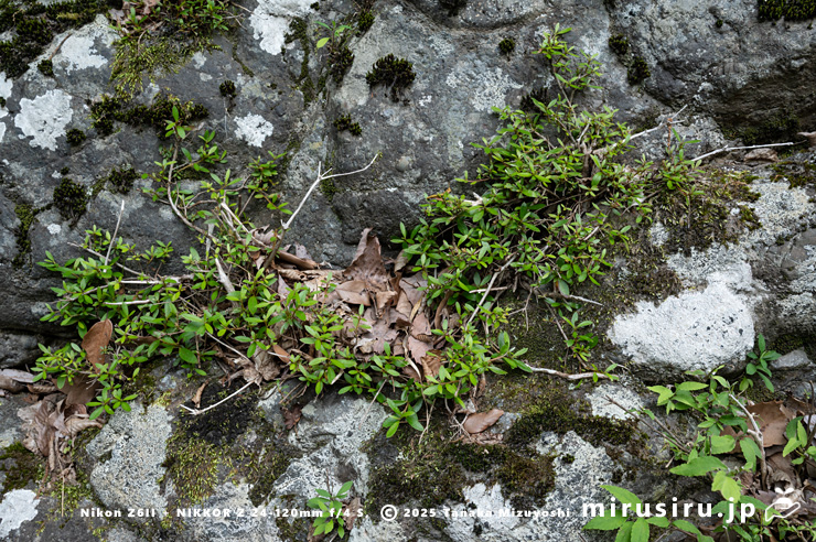 シカに食害されているサツキ　相模原市緑区・道志川　2025/06/07