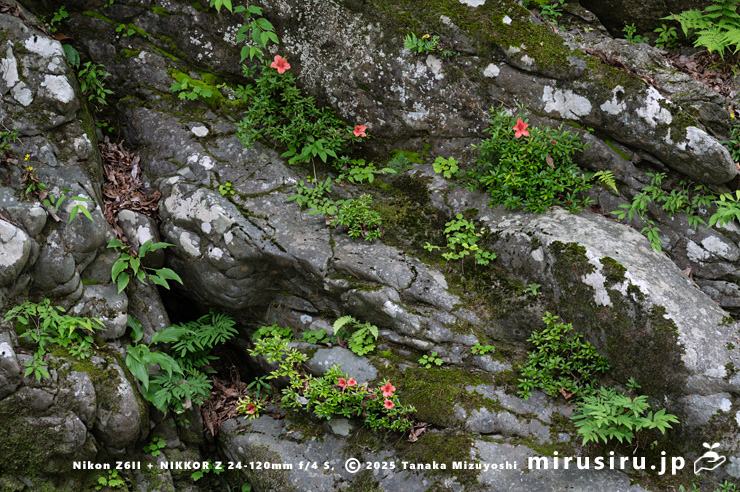 渓流沿いの岩場に生えた開花中のサツキ　相模原市緑区・道志川　2025/06/07