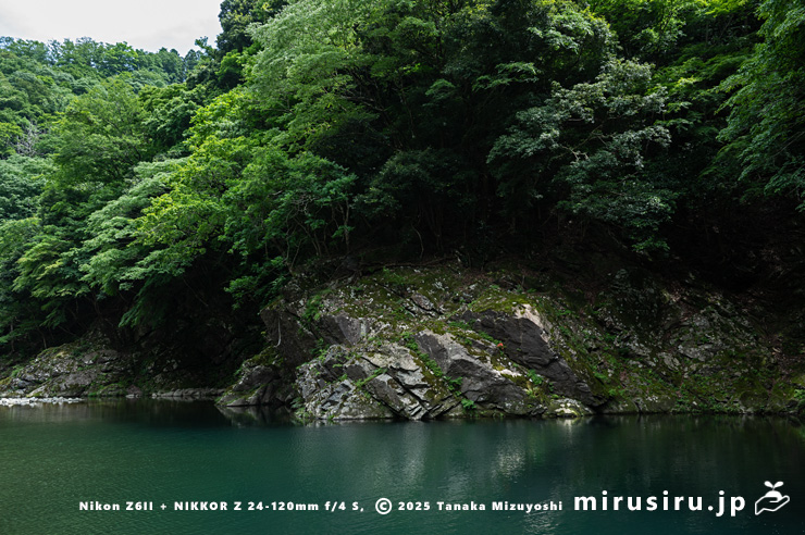 川べりにサツキが生える渓流　相模原市緑区・道志川　2025/06/07