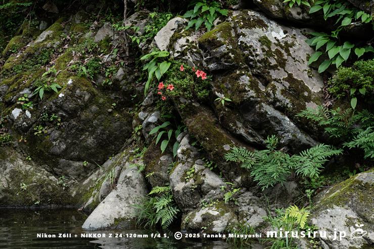 渓流沿いの岩場に生えた開花中のサツキ　相模原市緑区・道志川　2025/06/07