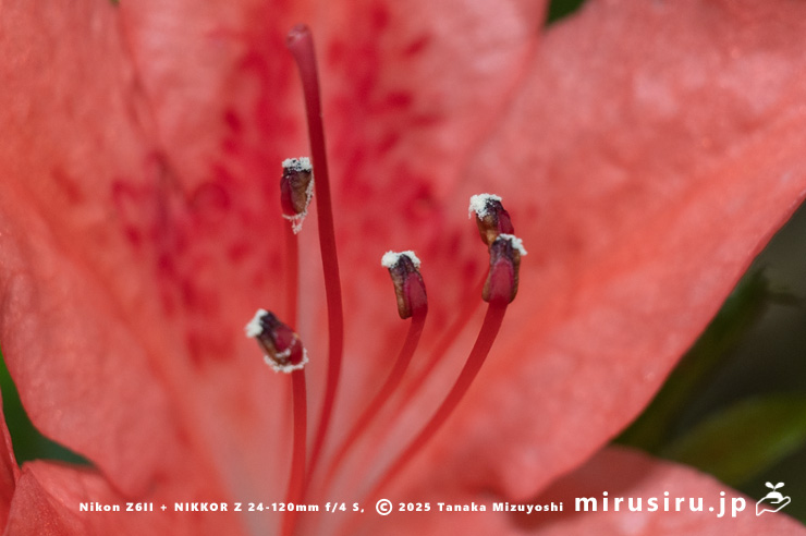 サツキの雄蕊と雌蕊　相模原市緑区・道志川　2025/06/07