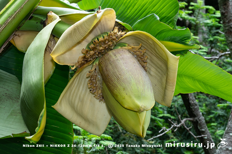 バショウの雌花　鎌倉市植木・龍宝寺　2025/06/13