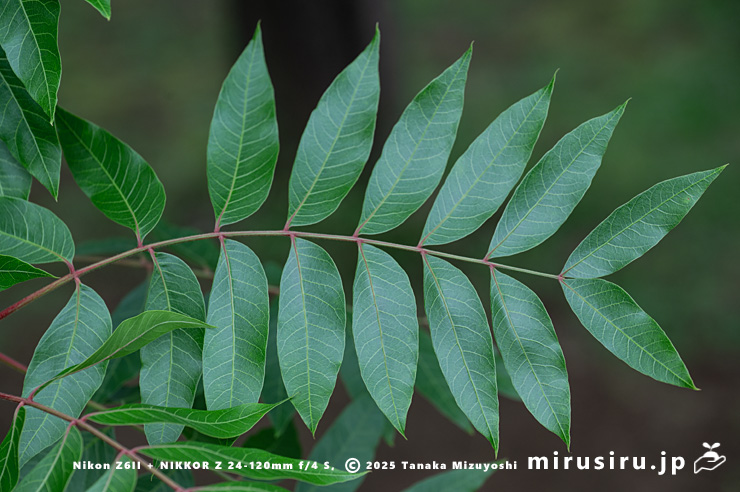 カイノキの葉　茅ヶ崎市・中央公園　2025/06/13