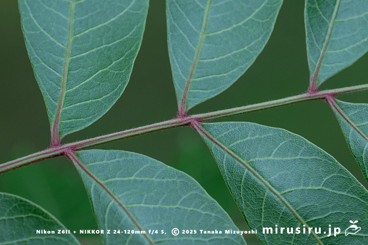 カイノキの小葉の基部　茅ヶ崎市・中央公園　2025/06/13