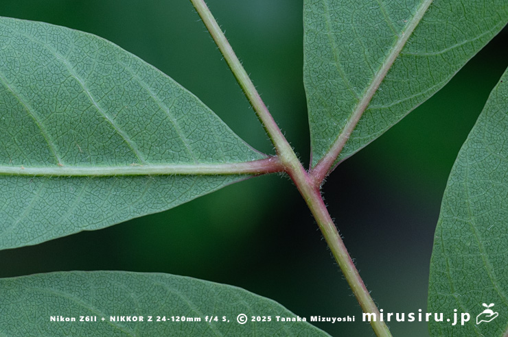カイノキの小葉裏側の基部　茅ヶ崎市・中央公園　2025/06/13