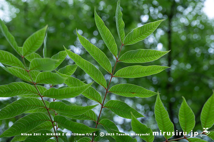 カイノキの葉脈の透け感　茅ヶ崎市・中央公園　2025/06/13