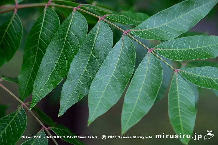 カイノキの葉　茅ヶ崎市・中央公園　2025/06/13